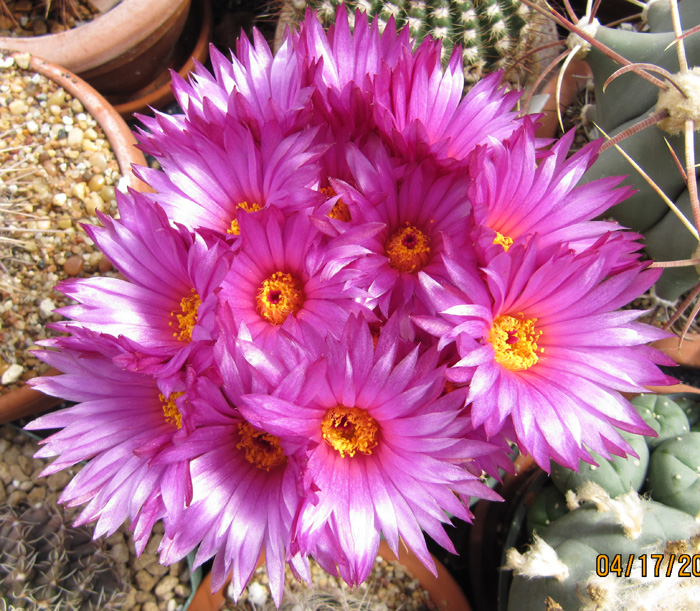 Notocactus apricus in full bloom